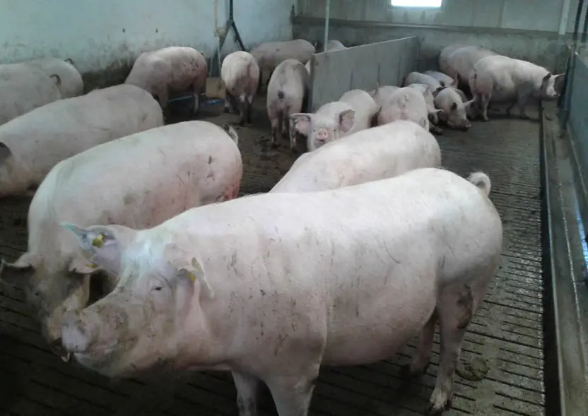 Kontroly na farmách s chovom ošípaných a hydiny